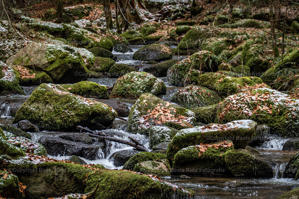 P1660367 | beatekidd-fotografie - Realisiert mit Pictrs.com
