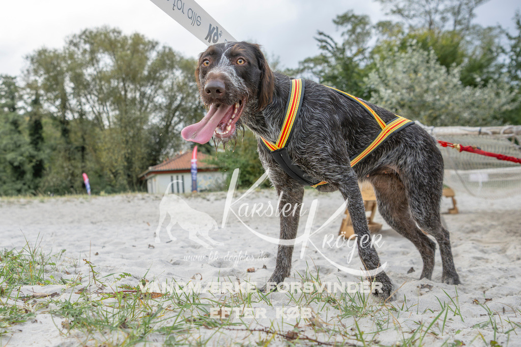 1129_ZZ97079 | kk-dogfotos