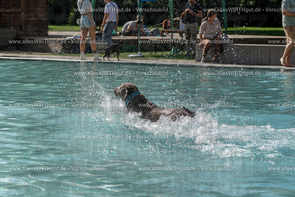 Hundeschwimmen_Volksbad_2026-allesWIRTHgut_Tierfotografie-2609061531-FAY07244 | Professionelle Tierfotografie in Mönchengladbach von Daniel Wirth (allesWIRTHgut). Liebevolle & natürliche Bilder von Hunden & Katzen für unvergessliche Erinnerungen.