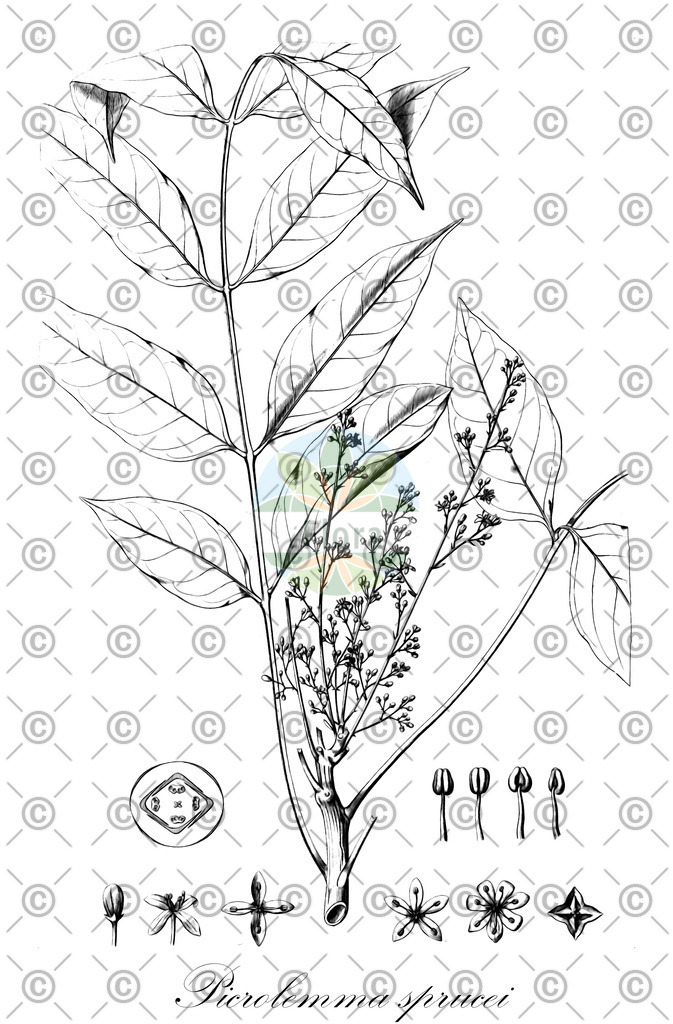 HistAbb_wfo-0000469140_2_ENZY_Simple | Historische Abbildung von Picrolemma sprucei - Simaroubaceae | Historical Illustration of Picrolemma sprucei - Simaroubaceae