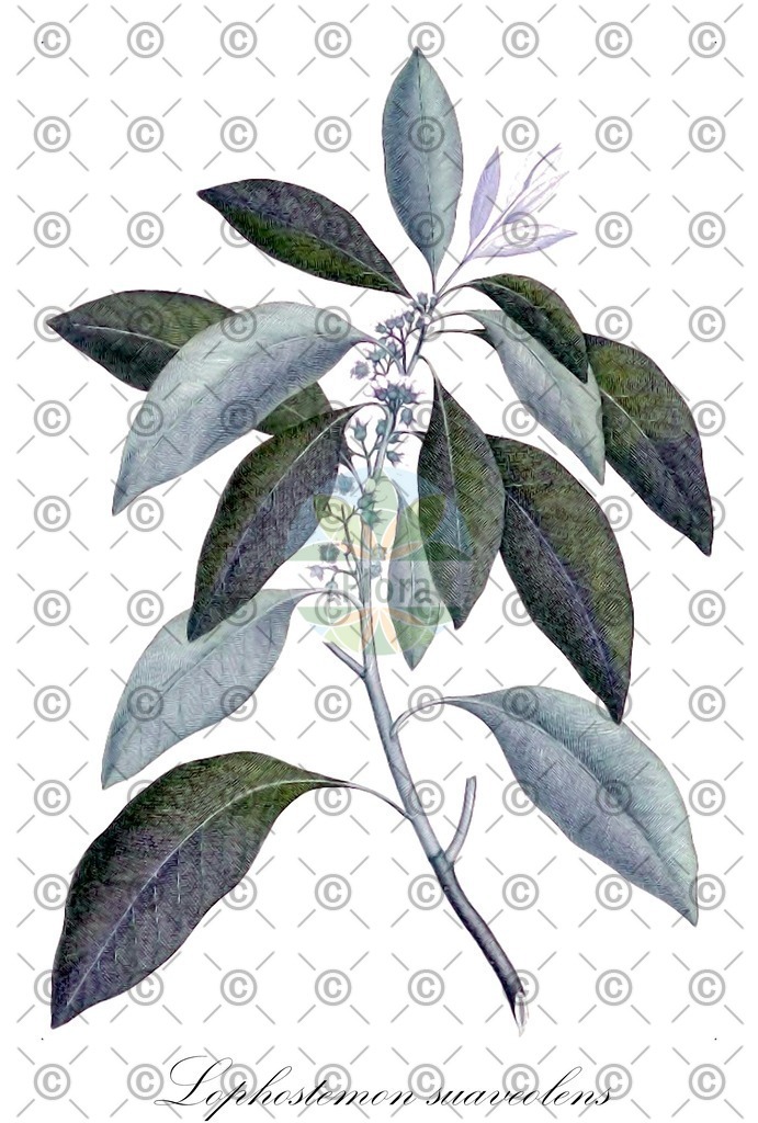 HistAbb_wfo-0001142314_1_ENZY_Simple | Historische Abbildung von Lophostemon suaveolens - Myrtaceae | Historical Illustration of Lophostemon suaveolens - Myrtaceae