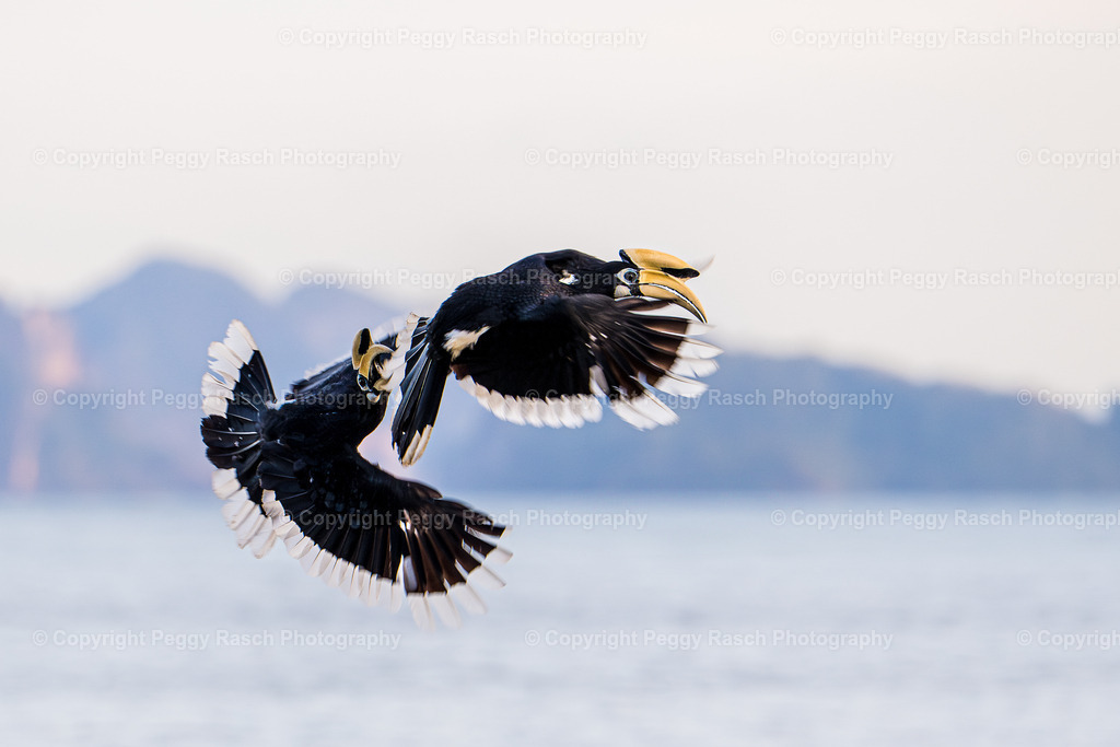 Thailand_Hornbills_2025 (25) | PeggyRaschPhotography - Realisiert mit Pictrs.com