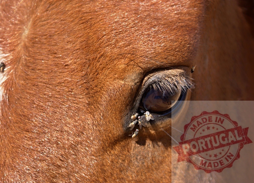 Horse eye covered in irritating flies close-up | Horse eye showing multiple flies gathering around its sensitive ocular area - Realized with Pictrs.com