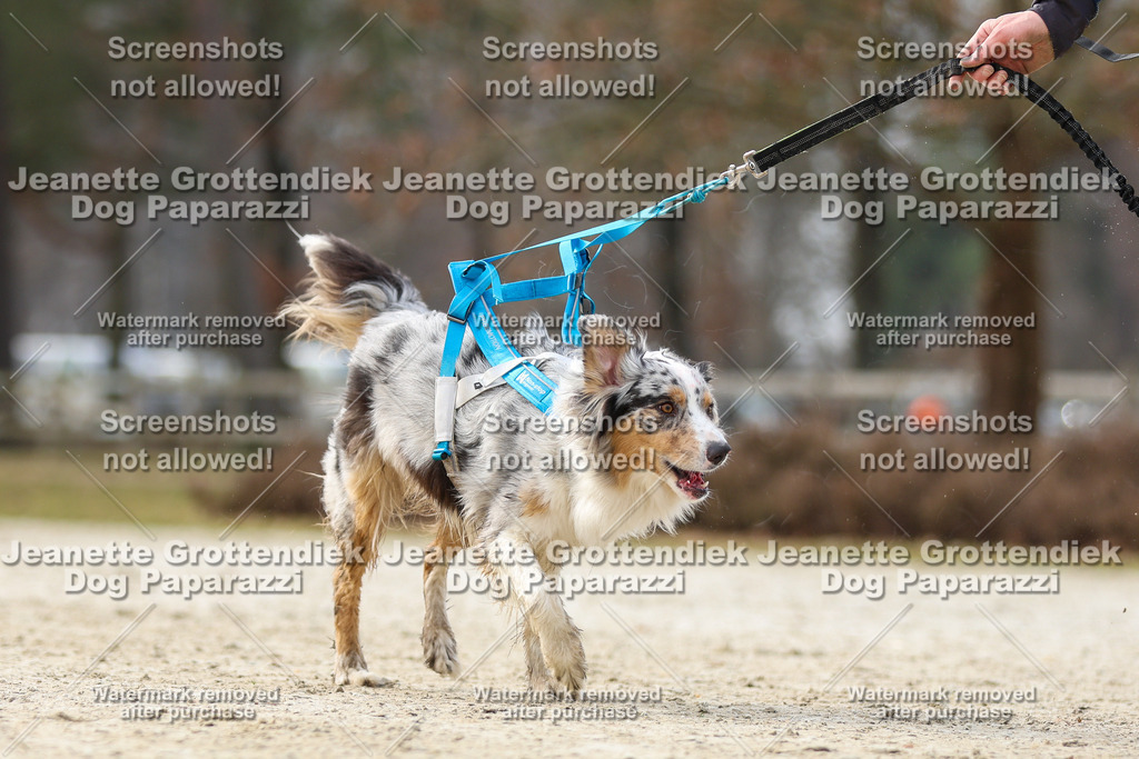 Dog Paparazzi - Strongdog North Mrz26-5532 | Dog Paparazzi Jeanette Grottendiek Fotografie & Videografie - Realisiert mit Pictrs.com