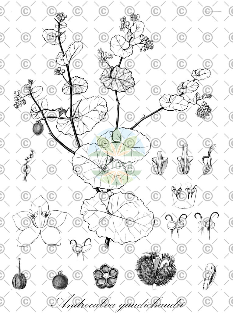 HistAbb_wfo-0000748591_1_ENZY_Simple | Historische Abbildung von Androcalva gaudichaudii - Malvaceae | Historical Illustration of Androcalva gaudichaudii - Malvaceae