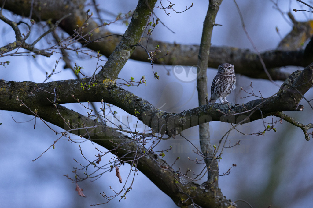 R5NF9308_20250412 | Ein Steinkauz mit seinem charakteristischen braun-weiß gefleckten Gefieder und leuchtend gelben Augen sitzt auf einem dicken, moosbewachsenen Ast eines Baumes. Der Baum hat bereits junge, hellgrüne Blätter und Knospen, was auf den Frühling hindeutet. Der Hintergrund ist ein unscharfer, hellblauer Himmel, der eine ruhige und natürliche Atmosphäre schafft. Der Steinkauz blickt aufmerksam nach vorne. Es sind keine weiteren Interaktionen mit anderen Tieren oder Objekten zu beobachten; der Vogel ruht lediglich auf dem Ast. - Realisiert mit Pictrs.com