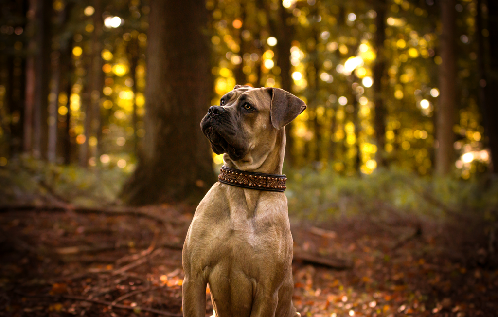 Belle_2h | Emotionale Pferde- & People-Fotografie rund um Heidelberg, Leimen & Umgebung. Natürliche Fotos von Pferd, Mensch & Familie. Jetzt Termin sichern!