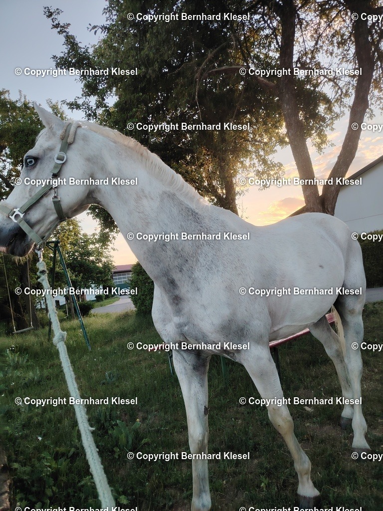 IMG_20250519_203244 | foto-team-bernhard - Realisiert mit Pictrs.com