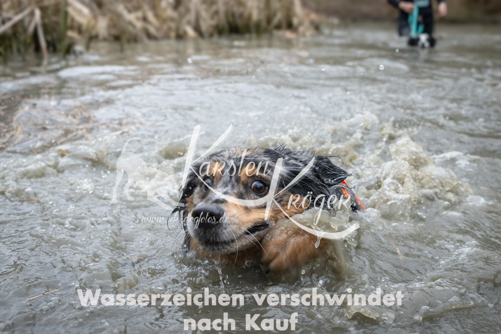 1039_ZZ91796 | kk-dogfotos