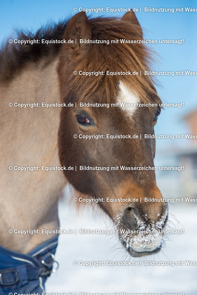 20160118_Pferd_im_Schnee_0002 | equistock