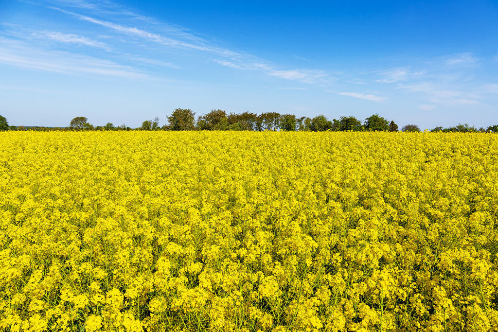 Blühendes Rapsfeld mit blauem Himmel in der Nähe von Rostock | Blühendes Rapsfeld mit blauem Himmel in der Nähe von Rostock.