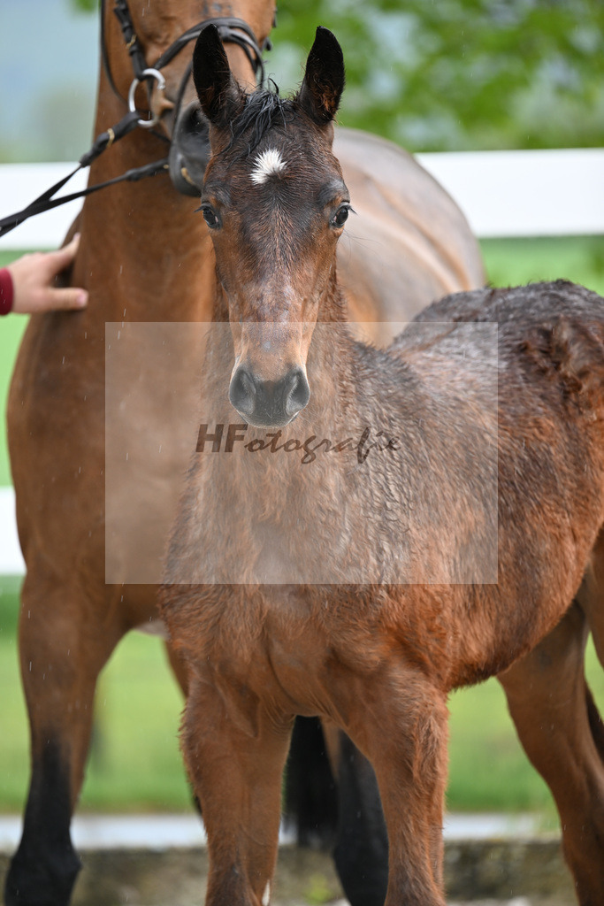 Kat-Nr. 47 SF Chacco Blue x Quo Vados I_Schoenherr_23261683 | hf-fotografie - Realisiert mit Pictrs.com