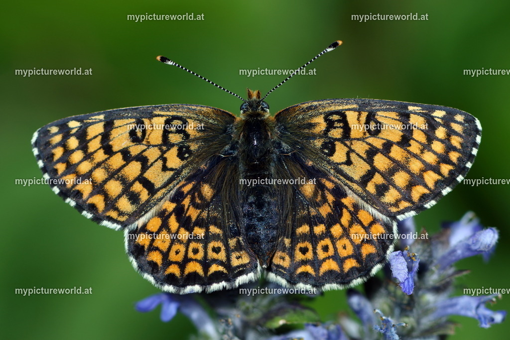Melitaea cinxia-006 | Das Bilderarchiv über Tiere, Planzen und Landschaften. In der Bilddatenbank finden Sie ein große Auswahl an hochwertigen Bilder für Ihre Werbung - Realized with Pictrs.com