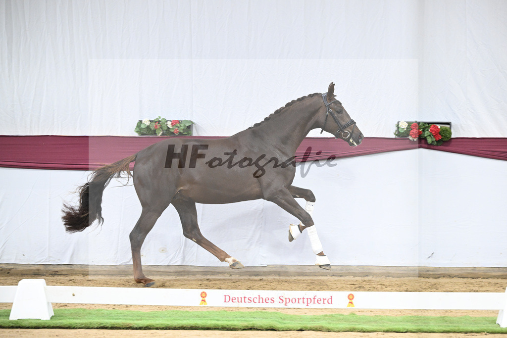 Kat-Nr. 108 Viva Gold x Floricello_Oliver Schmoee_47253475 | hf-fotografie - Realisiert mit Pictrs.com