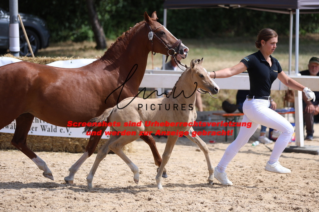 Fohlenschau_Schwäbisch_Hall_Ponys_KN 44_13 | lmwpictures - Realisiert mit Pictrs.com