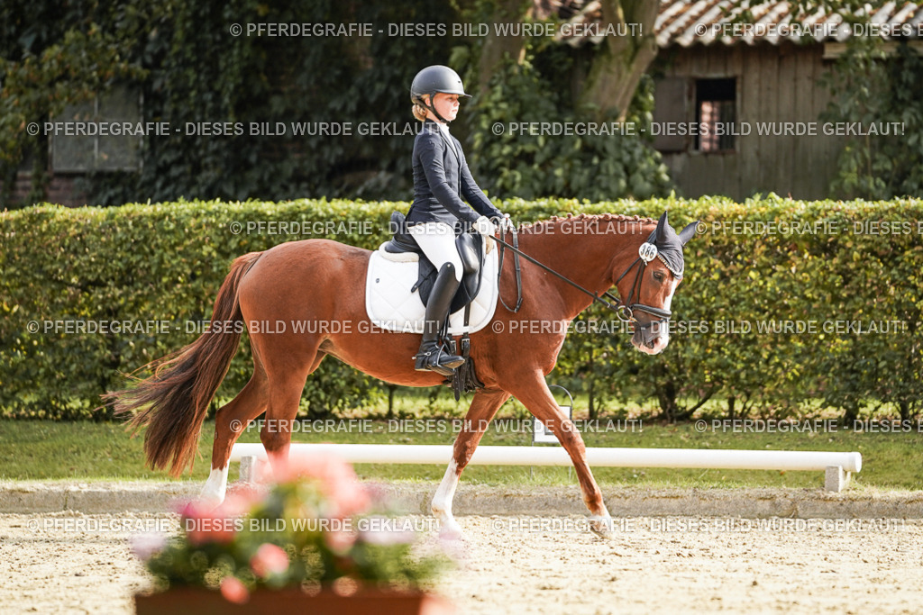 DSC05051 | Pferdegrafie