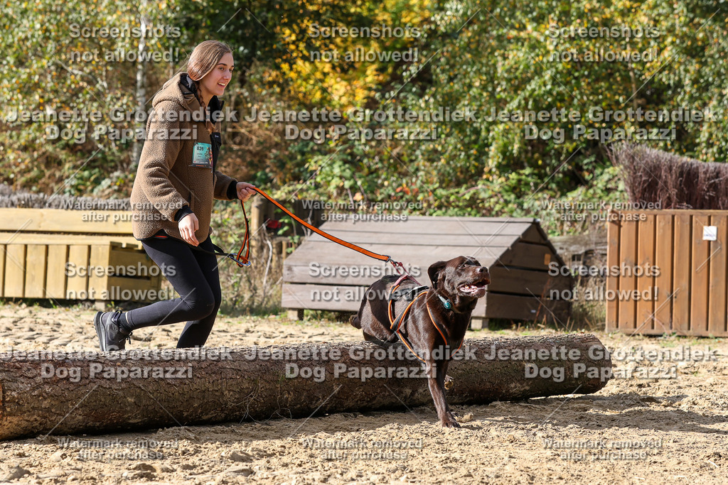 Dog Paparazzi - Strongdog 10-25-5694 | Dog Paparazzi Jeanette Grottendiek Fotografie & Videografie - Realisiert mit Pictrs.com