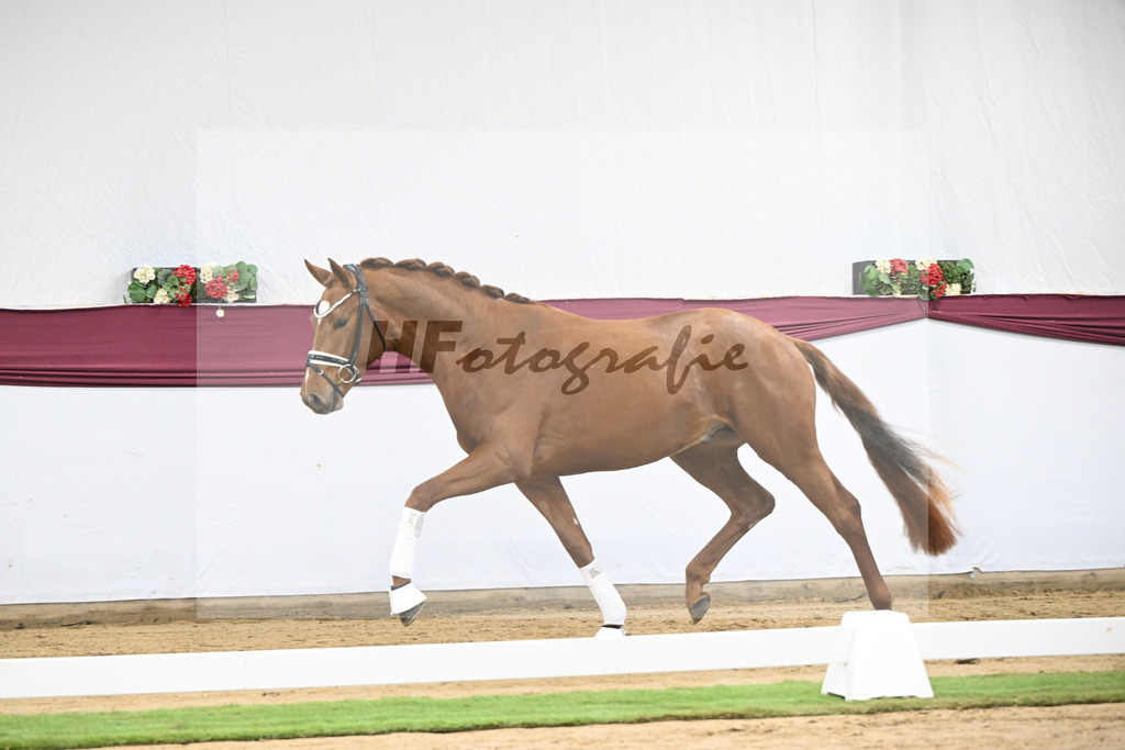 Kat-Nr. 107 Escanto PS x Vitalis_Angelina De Vittorio GmbH u Co. KG_47253419 | hf-fotografie - Realisiert mit Pictrs.com