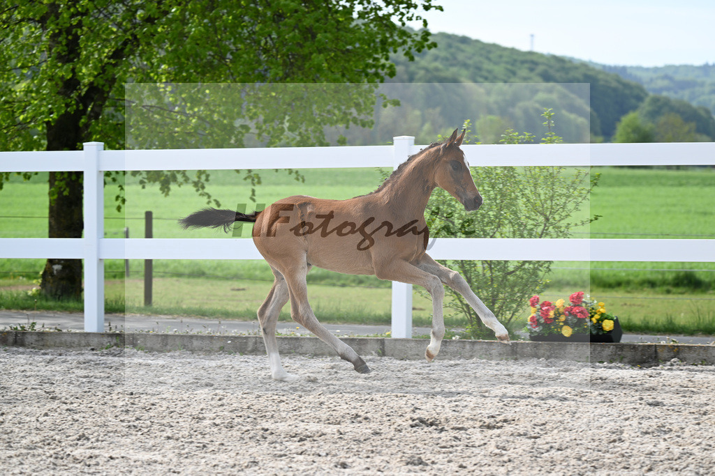 Kat-Nr. 811 HF v. Grey Tonic x Sir Donnerhall I_Rieder_23260225 | hf-fotografie - Realisiert mit Pictrs.com
