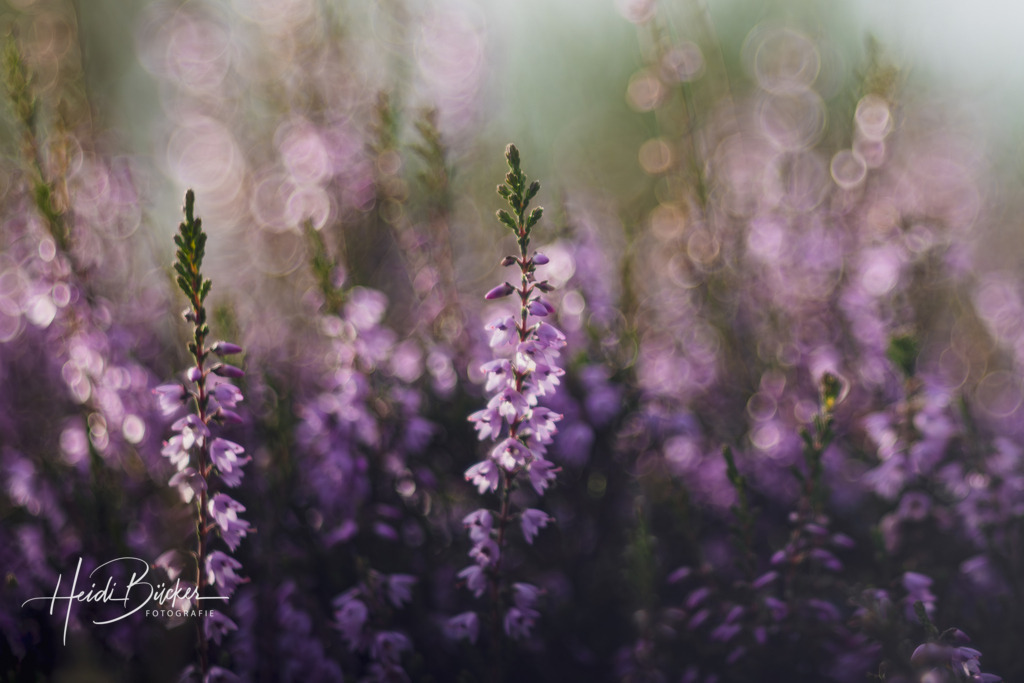 Blühende Heide | Blühende Heide - Realisiert mit Pictrs.com