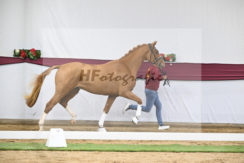 Kat-Nr. 57 Fanegro x Lord Loxley_Mathieu Beckmann_47252126 | hf-fotografie - Realisiert mit Pictrs.com