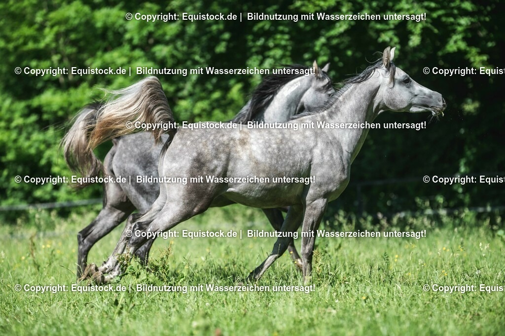 20210617_Araber_Marbach_Koppel_0044 | Foto: Thomas Hartig