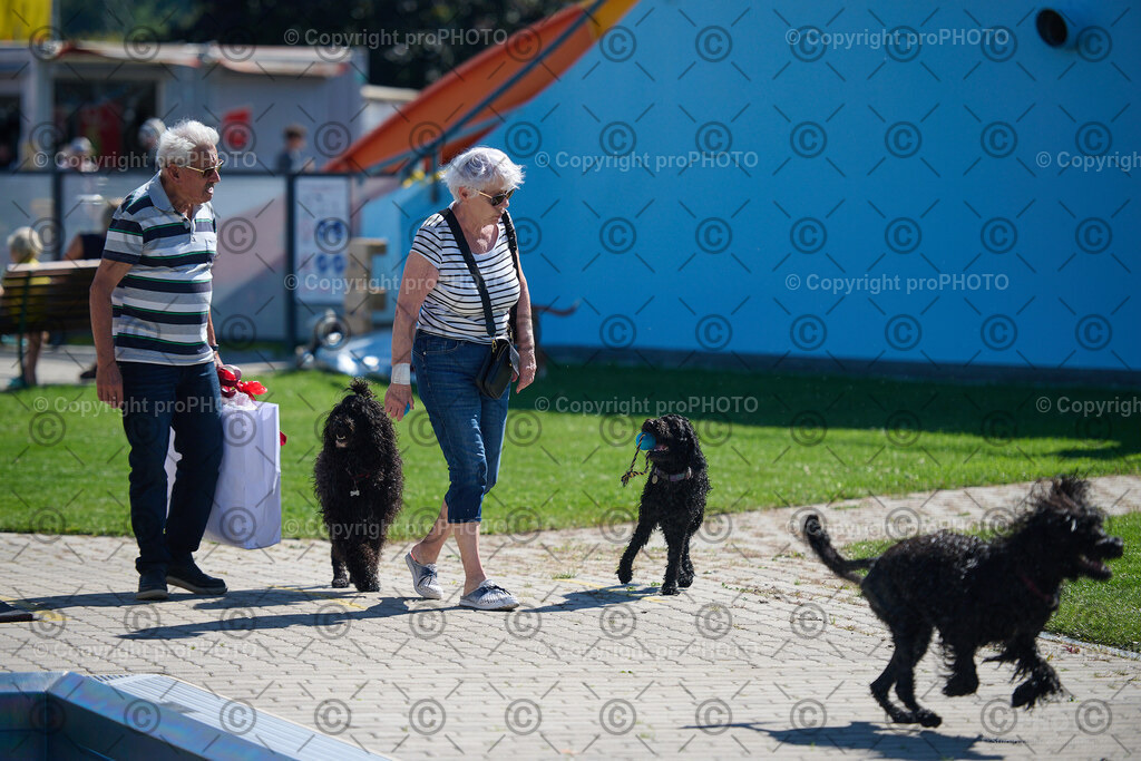090_202509_4Hundebadetag_NZ9_2377 | proPHOTO - Realisiert mit Pictrs.com