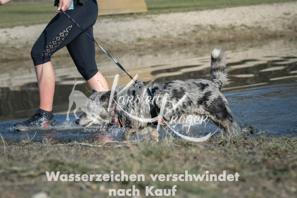 1522_ZZ91566 | kk-dogfotos