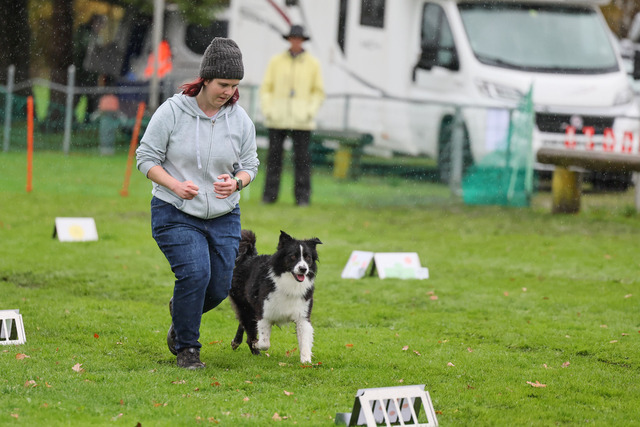 2025_Rally_Obedience_SM-131 | Ich fotografiere Hundeausstellungen, Sportanlässe, Zuchtstätten, Hundezucht, Hundeportrait, Lagotto - Realisiert mit Pictrs.com