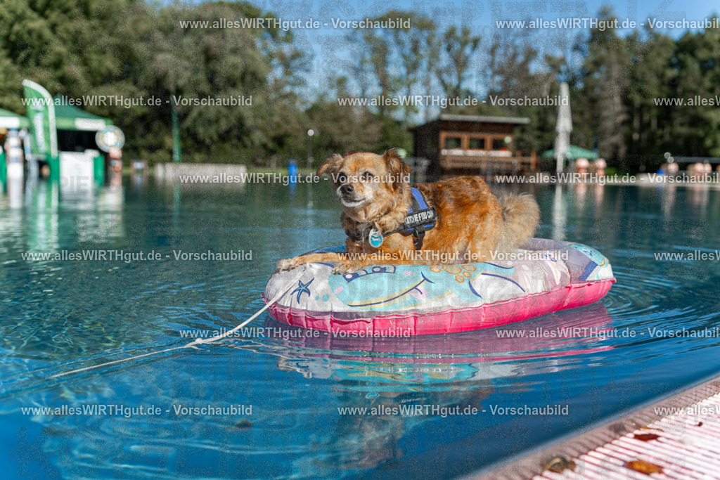 Hundeschwimmen_Volksbad_2026-allesWIRTHgut_Tierfotografie-2609061049-095914-7R509263 | Professionelle Tierfotografie in Mönchengladbach von Daniel Wirth (allesWIRTHgut). Liebevolle & natürliche Bilder von Hunden & Katzen für unvergessliche Erinnerungen.