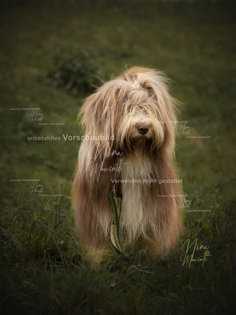 _16A0775-1 | Einzigartige Fotos von Hunden & Menschen –Actionfotos, Portraits, Vereinsaufnahmen & Paarshootings – authentisch, lebendig & mit Herz.