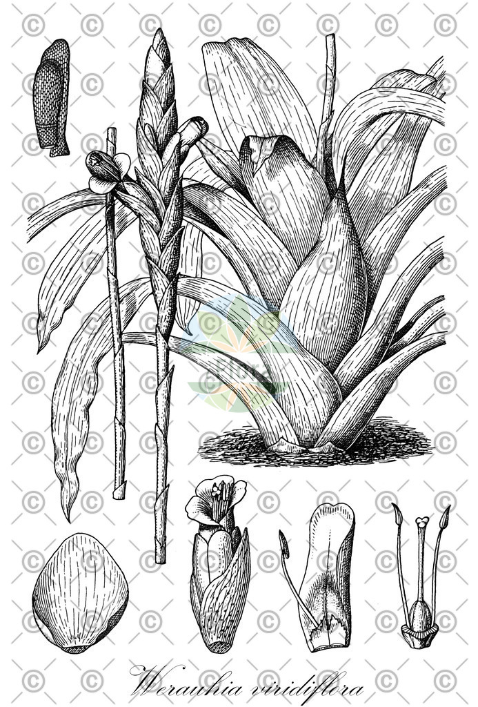 HistAbb_wfo-0000003642_1_ENZY_Simple | Historische Abbildung von Werauhia viridiflora - Bromeliaceae | Historical Illustration of Werauhia viridiflora - Bromeliaceae