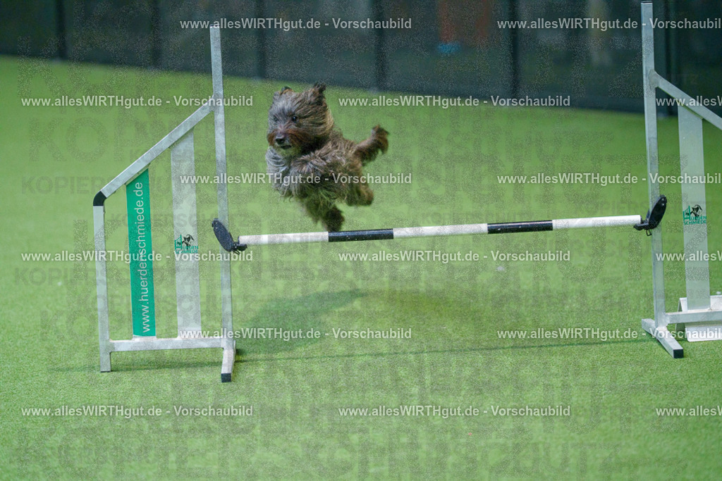 @allesWIRTHgut_Tierfotografie - www.allesWIRTHgut.de - 2604251004-7R509560 | Professionelle Tierfotografie in Mönchengladbach von Daniel Wirth (allesWIRTHgut). Liebevolle & natürliche Bilder von Hunden & Katzen für unvergessliche Erinnerungen.