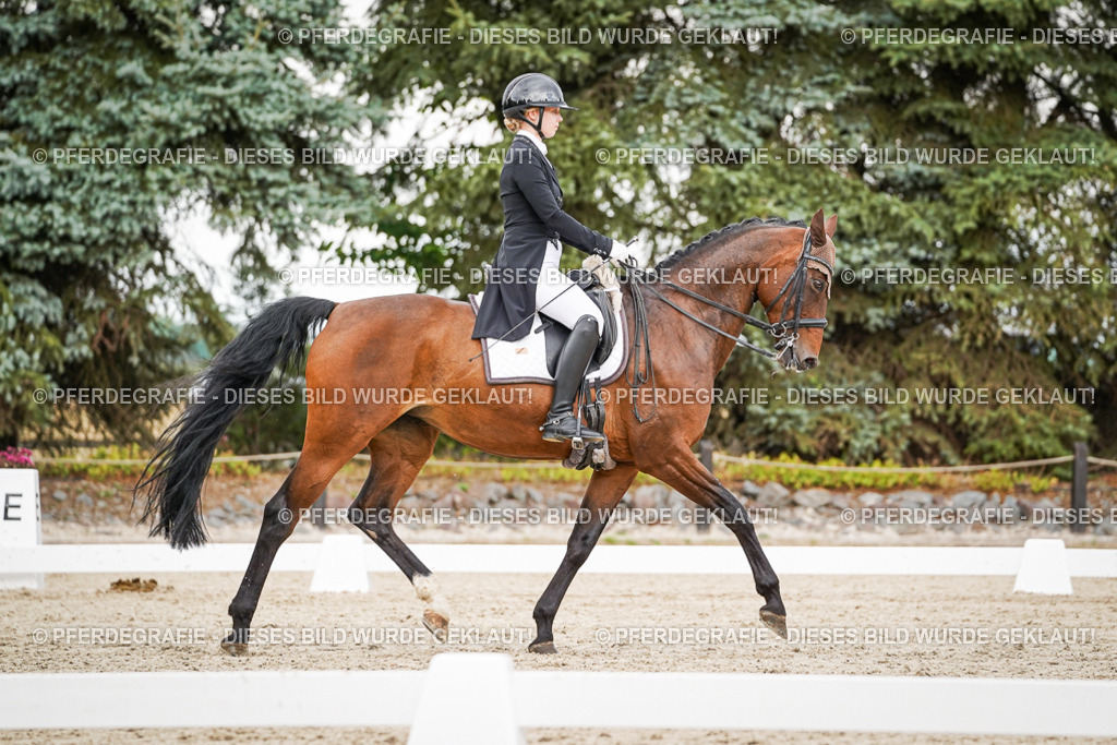 DSC05497 | Pferdegrafie