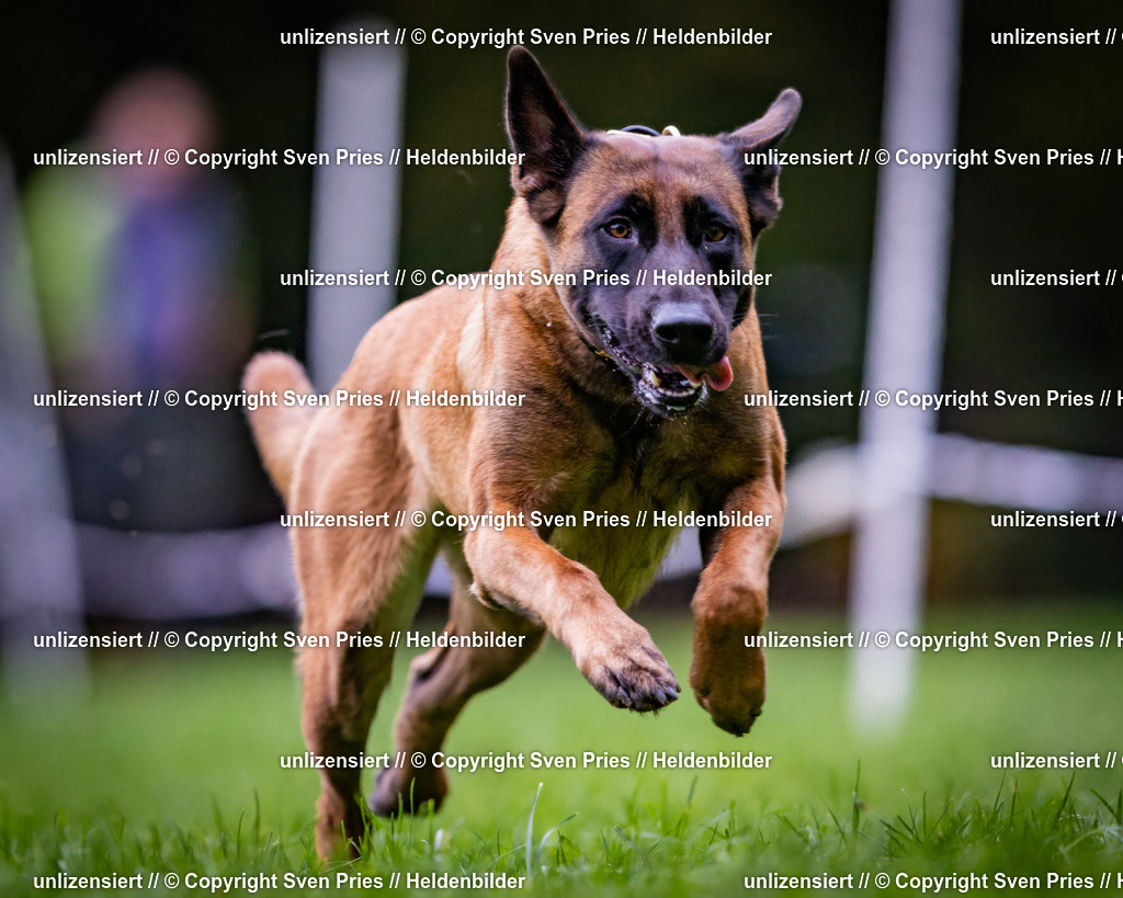 Sven Pries | 2024-10-19 - Hunderennen Ober-Grombach - Realisiert mit Pictrs.com