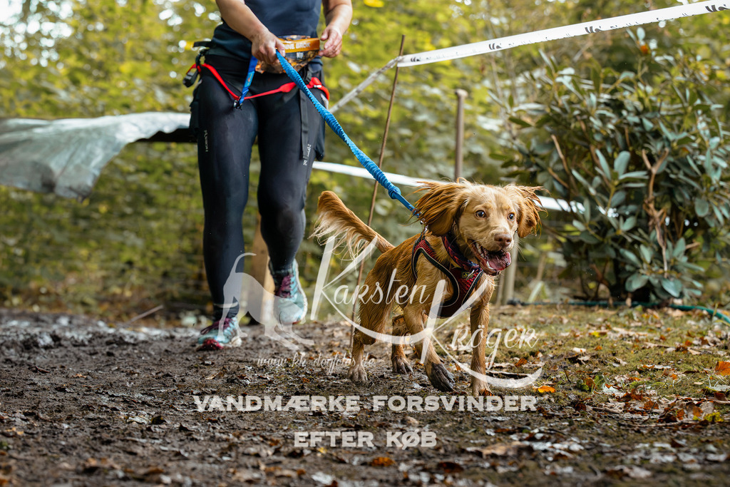 1423DZ6_1811-BearbeitetZ6 | kk-dogfotos