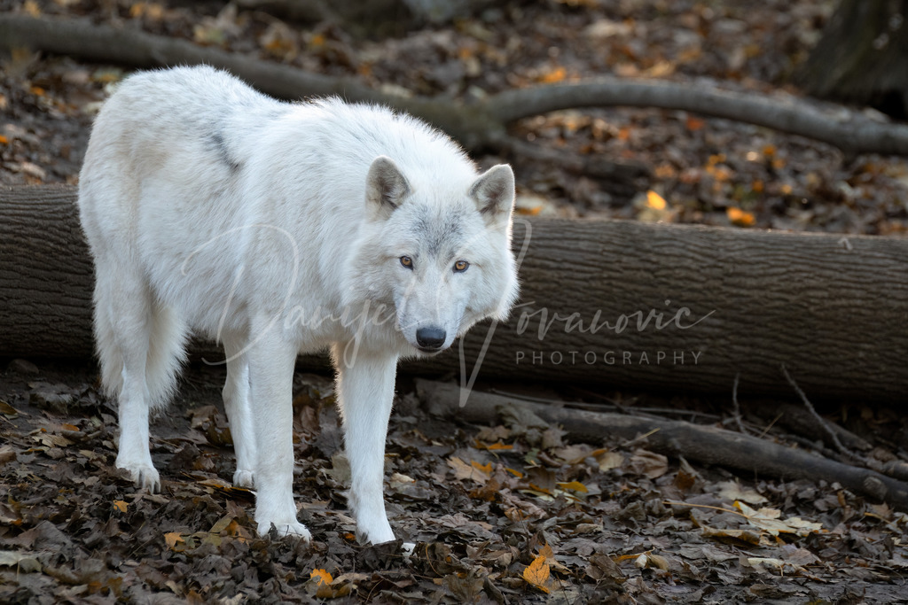 Arktischer Wolf | Der wunderschöne Arktische Wolf 
