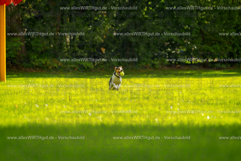 Hundeschwimmen_Grefrath_2026-allesWIRTHgut_Tierfotografie-13_31-7R508431 | Professionelle Tierfotografie in Mönchengladbach von Daniel Wirth (allesWIRTHgut). Liebevolle & natürliche Bilder von Hunden & Katzen für unvergessliche Erinnerungen.