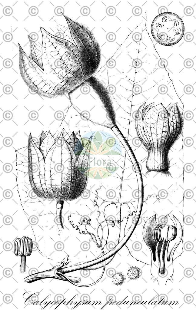 HistAbb_wfo-0000010287_1_ENZY_Simple | Historische Abbildung von Calycophysum pedunculatum - Cucurbitaceae | Historical Illustration of Calycophysum pedunculatum - Cucurbitaceae