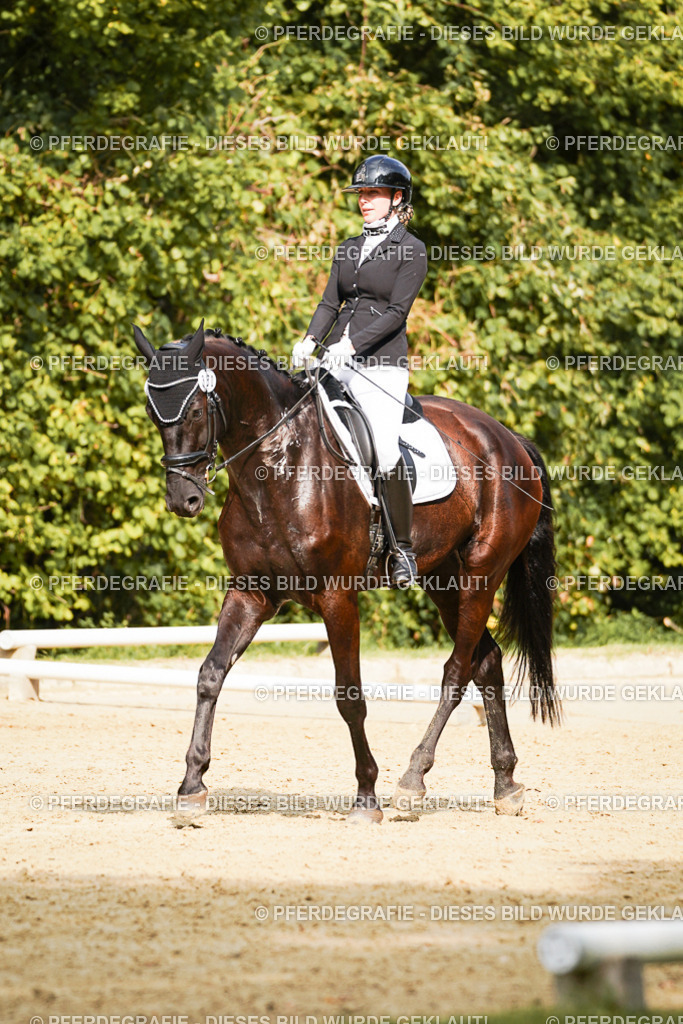 DSC03279 | Pferdegrafie