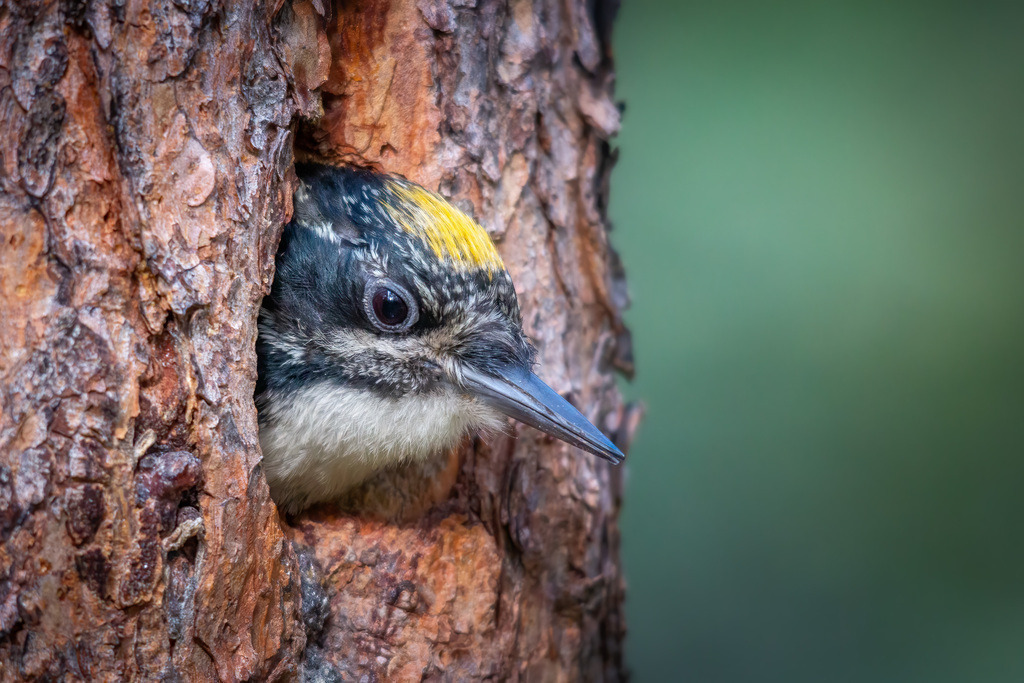 Specht | christophschaarschmidt - Realisiert mit Pictrs.com