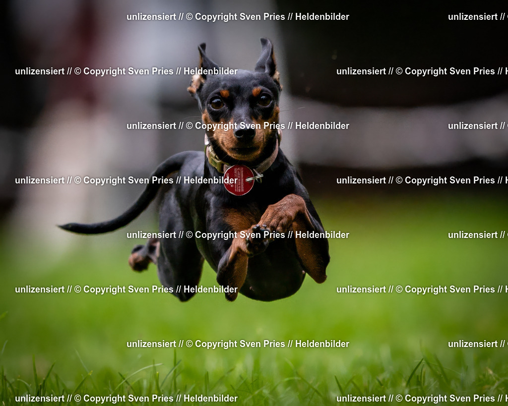 Sven Pries | 2024-10-19 - Hunderennen Ober-Grombach - Realisiert mit Pictrs.com