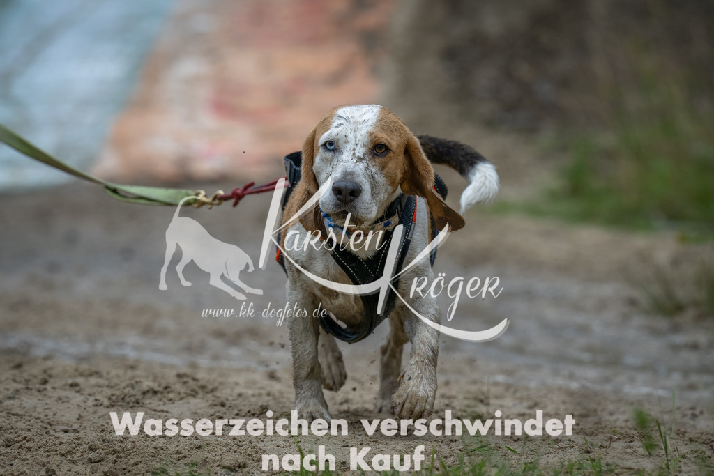 1605_ZZ90287-Bearbeitet | kk-dogfotos