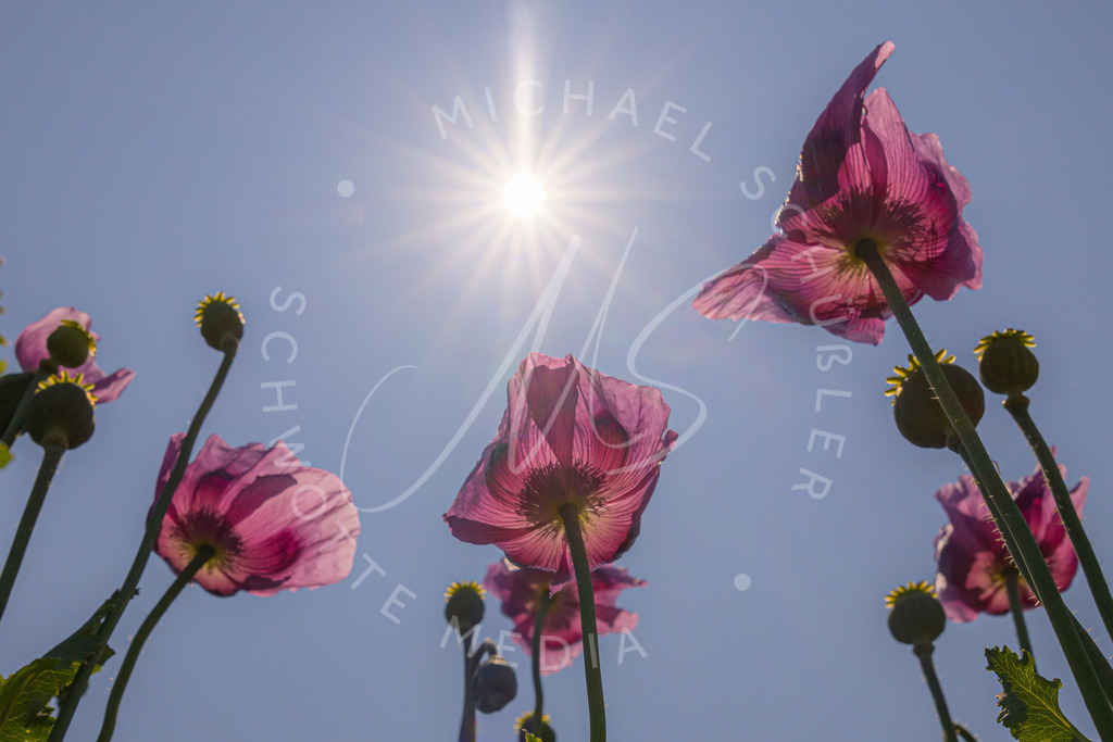 2023-05-29 Pink Poppies Erlenbach Oelmuehle - 117-2 | Schwotte Media - Realisiert mit Pictrs.com