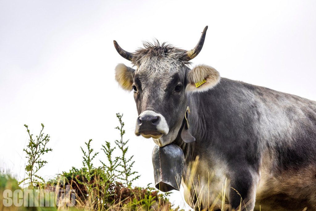 PS-Tiere-2026-78 | Entdecke die größte Bildgalerie der Region mit Fotografien aus dem Allgäu, der Bodenseeregion, Oberschwaben, dem Donautal und der Schwäbischen Alb. Landschaften, Luftaufnahmen und Reisefotografie als Wandbild und Fotokunst. - Realisiert mit Pictrs.com