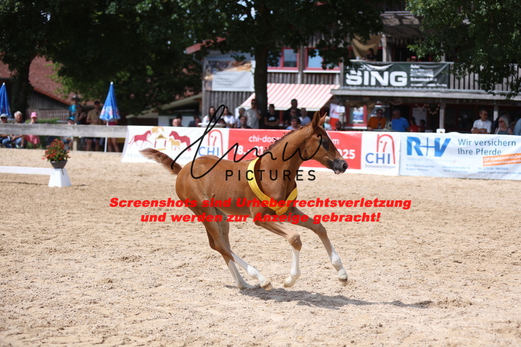 Fohlenschau_Schwäbisch_Hall_springbetonte_Fohlen_SIEGERFOHLEN_KN 22_23 | lmwpictures - Realisiert mit Pictrs.com