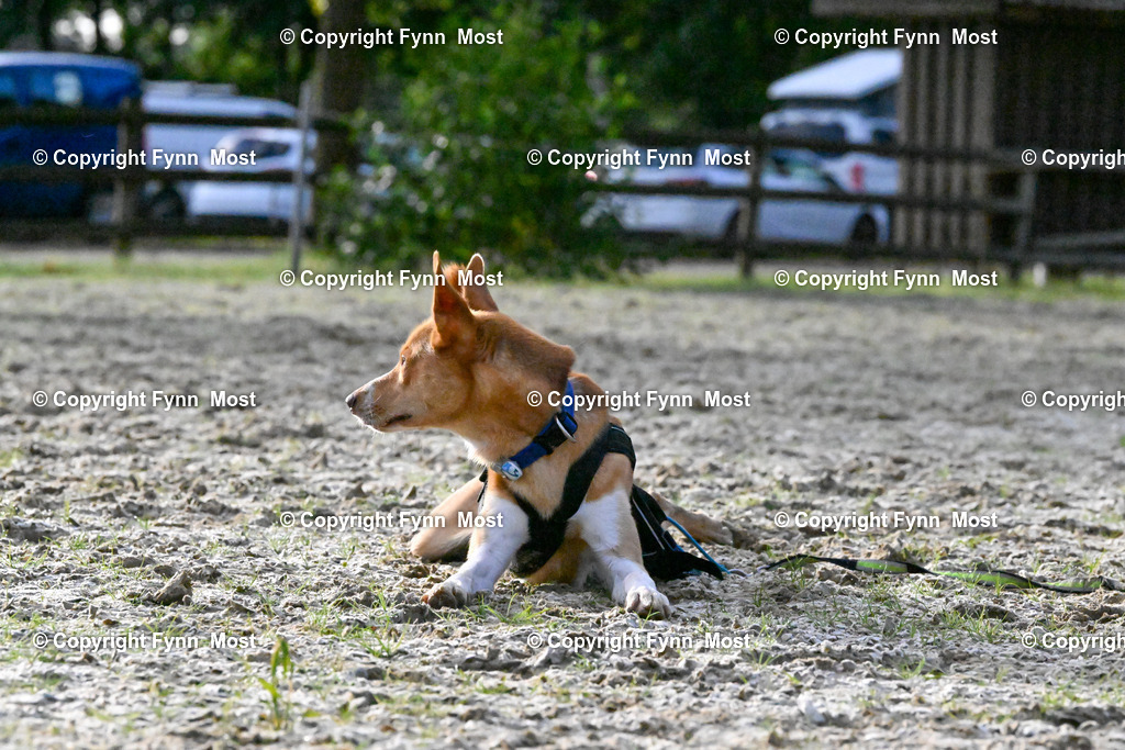 DSC_2284 | Hallo und herzlich Willkommen auf meiner Shop-Seite Fynn Most.

Ich wünsche Dir viel Spaß beim stöbern durch die Bilder, wenn Du Fragen hast oder Bilder vermisst, kannst du mir gerne eine Nachricht schreiben. - Realisiert mit Pictrs.com