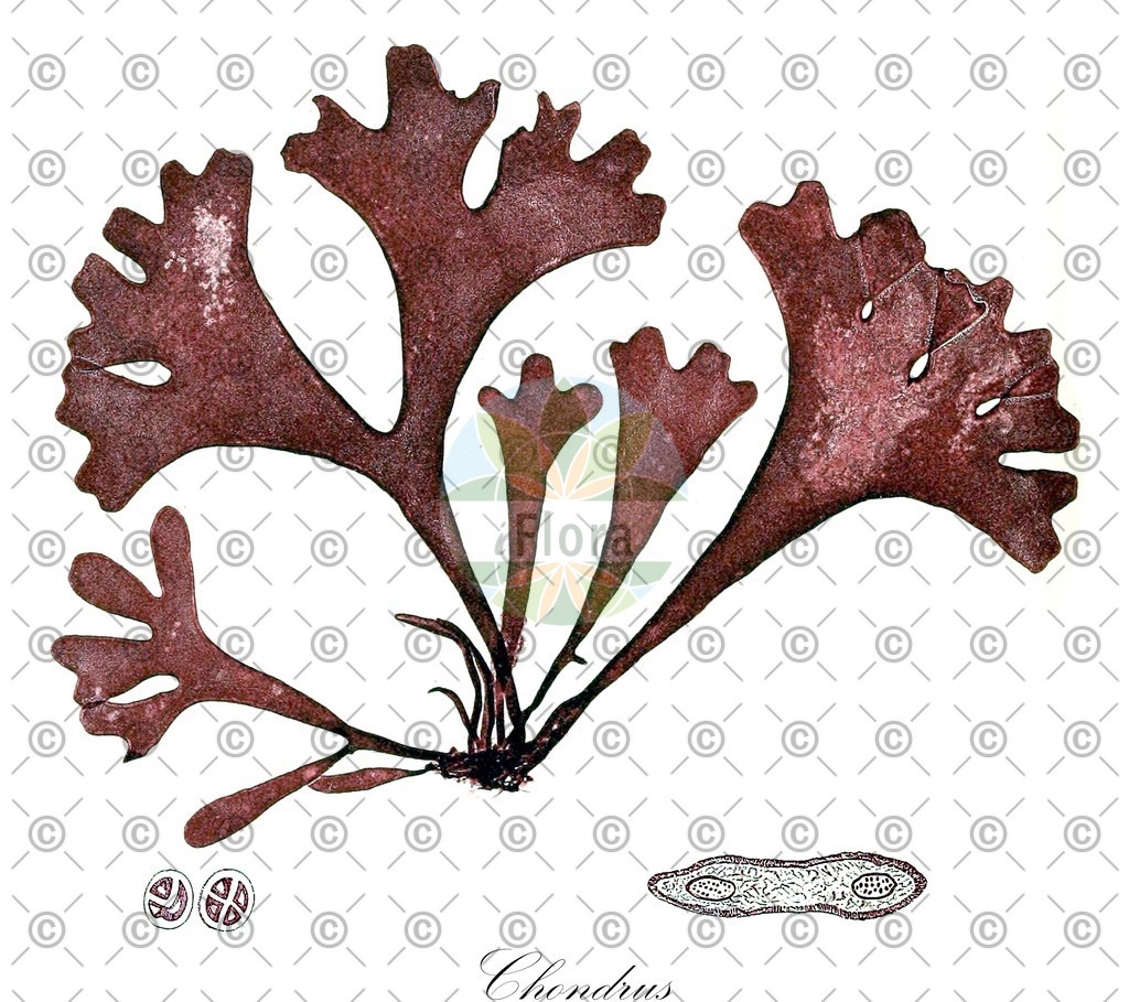 HistAbb_wfo-0000851921_1_ENZY_Simple | Historische Abbildung von Chondrus - Gigartinaceae (0) | Historical Illustration of Chondrus - Gigartinaceae (0)