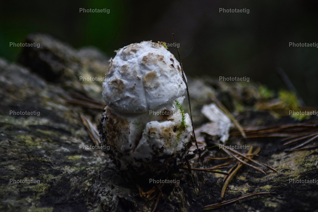 IMG_5331 | phototaetig