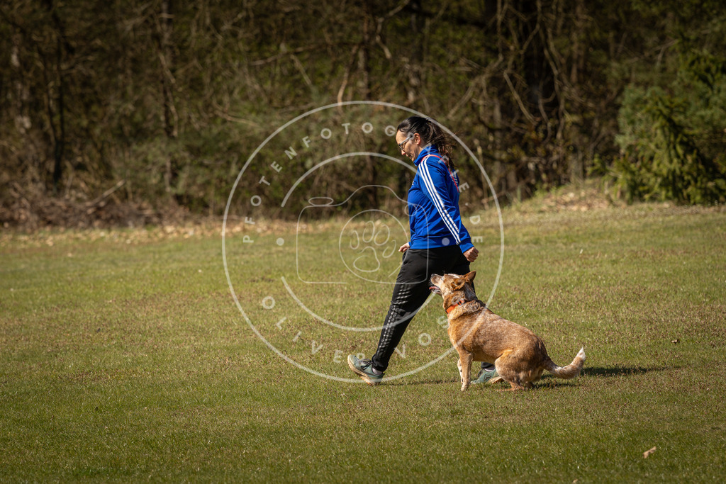 Pfotenfotografie_DV3A0899 | Hundefotografie, Tierfotograf, Pfotenfotografie, Fotoshooting Hund, Hunde Portrait, Hundesport, Hundeportraits, Heideshooting, Hunde, Sportfotograf, Hundefotograf, Turnierhundsport, THS,  - Realisiert mit Pictrs.com